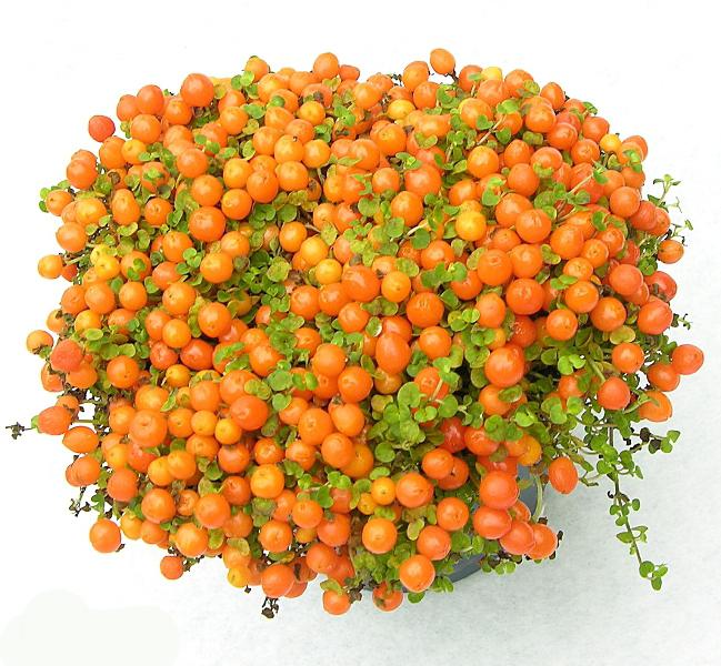 floare cu fructe de padure portocalii